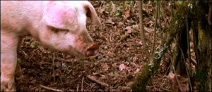 A Healthy Pig a pasture fed pig