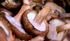 Mushroom Pasta Cooked Like Risotto