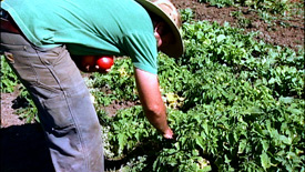 Picking Fresh Tomatoes a farmer picks fresh tomatoes