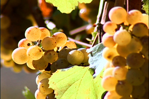 Biodynamic Vineyard Grapes biodynamic grapes on a grapevine