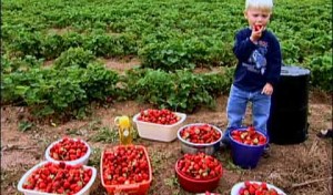 Strawberry Picking at a U-Pick