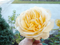 David Austen Rose