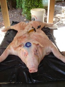 front-view-pig-uncooked