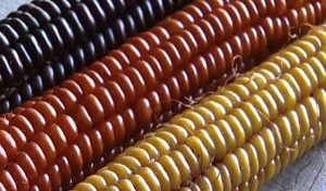 A Sustainable Farmer Talks Corn