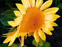Close Up of a Sunflower