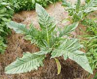 Cardoon