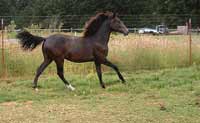Luna-Andalusian Filly Foaled on the Farm