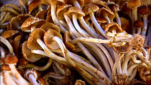 Nameko Cultivated Mushroom Nameko Cultivated Mushroom, Portland Oregon Farmers Market