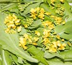  Brassica Greens Salad with Pak Choi Flowers