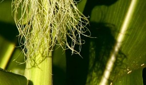 Raised On Fresh Corn