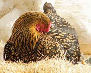 Golden Laced Wyandott Hen Preening