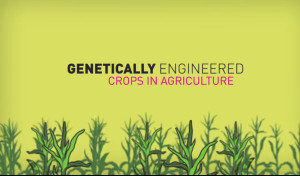 Genetically Engineered Crops For Agriculture