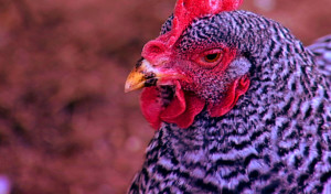 Community Egg Co-op