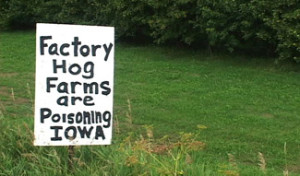 Factory Farms Protest Sign In Iowa
