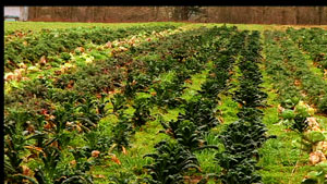 Field of Kale-Dancing Roots Farm