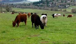 PastureFed-0015thumbnail