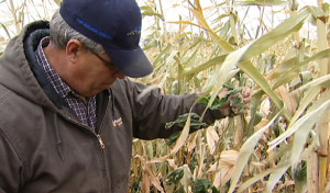 dan-soy-in-corn