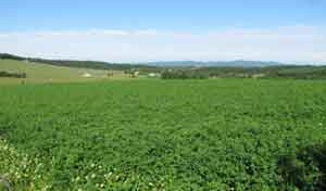 Field of Alfalfa