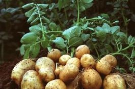 Amflora potato. photo courtesy BASF