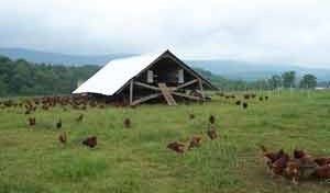Pasture Raised Chickens on Polyface in Swoope, Virginia