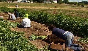 Community Supported Agriculture Work Party