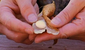 Harvesting and Saving Seeds from the Garden