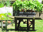 Plants on cart, ready to be transplanted into garden.