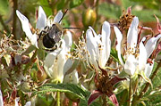 Bee visits a flower