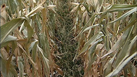 Intercropping Corn and Soybeans to Improve Soil Fertility