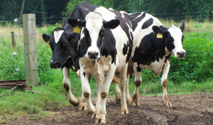 Trantham's Sustainable 12 Aprils Dairy Grazing Program