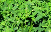 Alfalfa