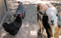 backyard-chickens-goat