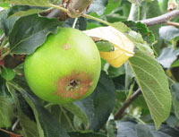 Apple-in-tree