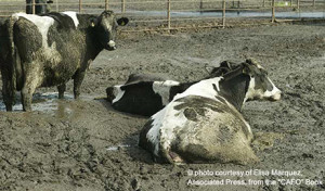 cattle-manure-imhoff-feature