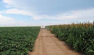 texas-cotton-and-millet