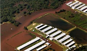 CAFO2-feature