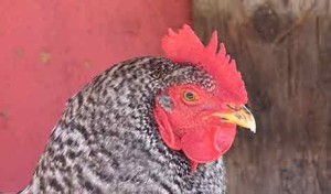 backyard-chickens-feature