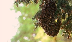 bee-swarm-in-tree