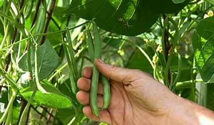 2-GreenBeans-in-hand-feature