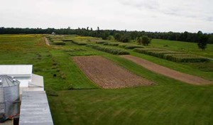 Growing Biodiesel Crops: Some Good Advice from Farmer Roger Rainville
