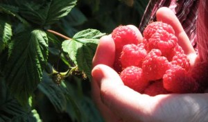 raspberries-in-hand