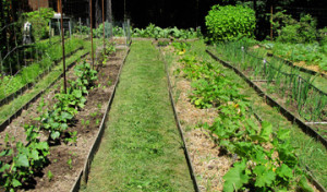 Urban-Farm-Rows