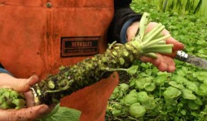Fake Versus Real Wasabi