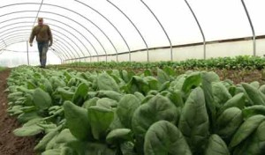 Winter Greenhouse Farming