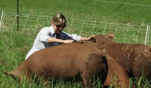 Raising Pasture Pigs