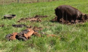 Pig-farming-matters