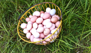 The Wonder of Farm Fresh Eggs