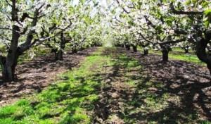 Next week on Food.Farmer.Earth: Cherries