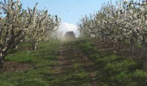 Cherry Orchards In Bloom