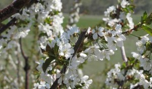 Midwestern Cherry Crop Decimated, Northwest Cherry Harvest Booms